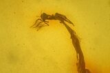 Fossil Fly (Diptera) and Two Beetles (Coleoptera) In Baltic Amber #234475-2